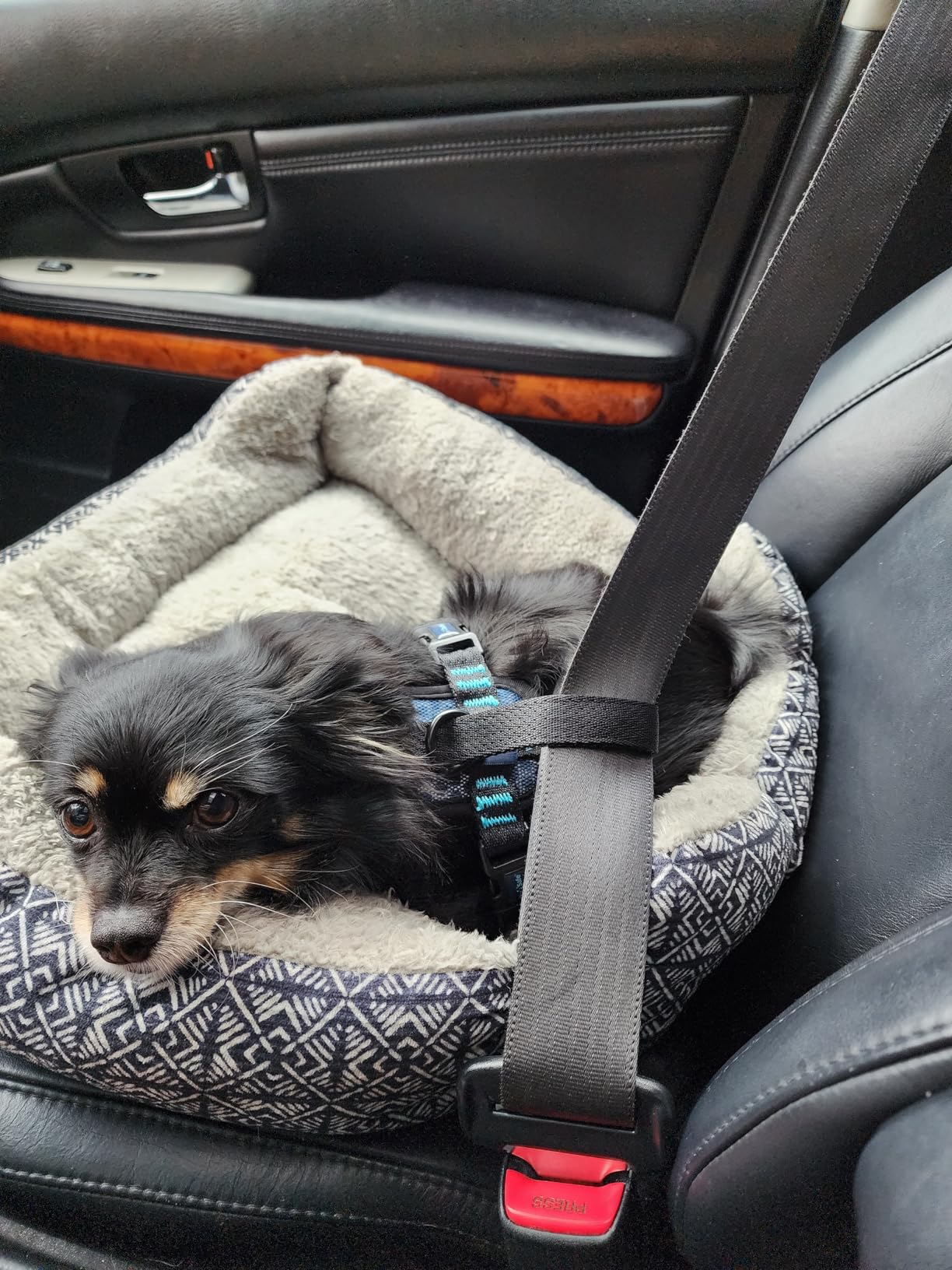 CarSafe Crash Tested Dog Safety Harness | Size M customer photo 2