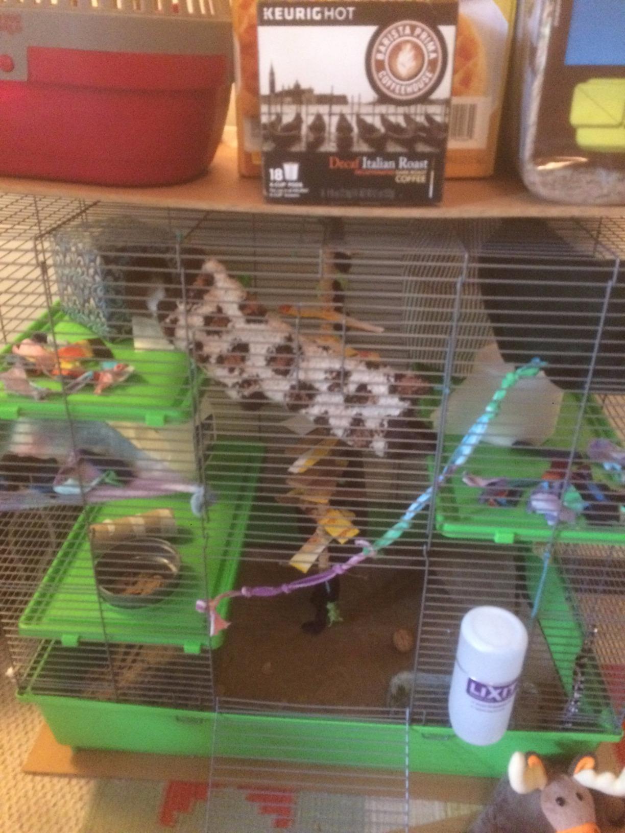 Kaytee My First Home Multi-Level Exotics Habitat for Pet Chinchillas, Rats, Degus, Sugar Gliders and Other Exotic Small Animals customer photo 1