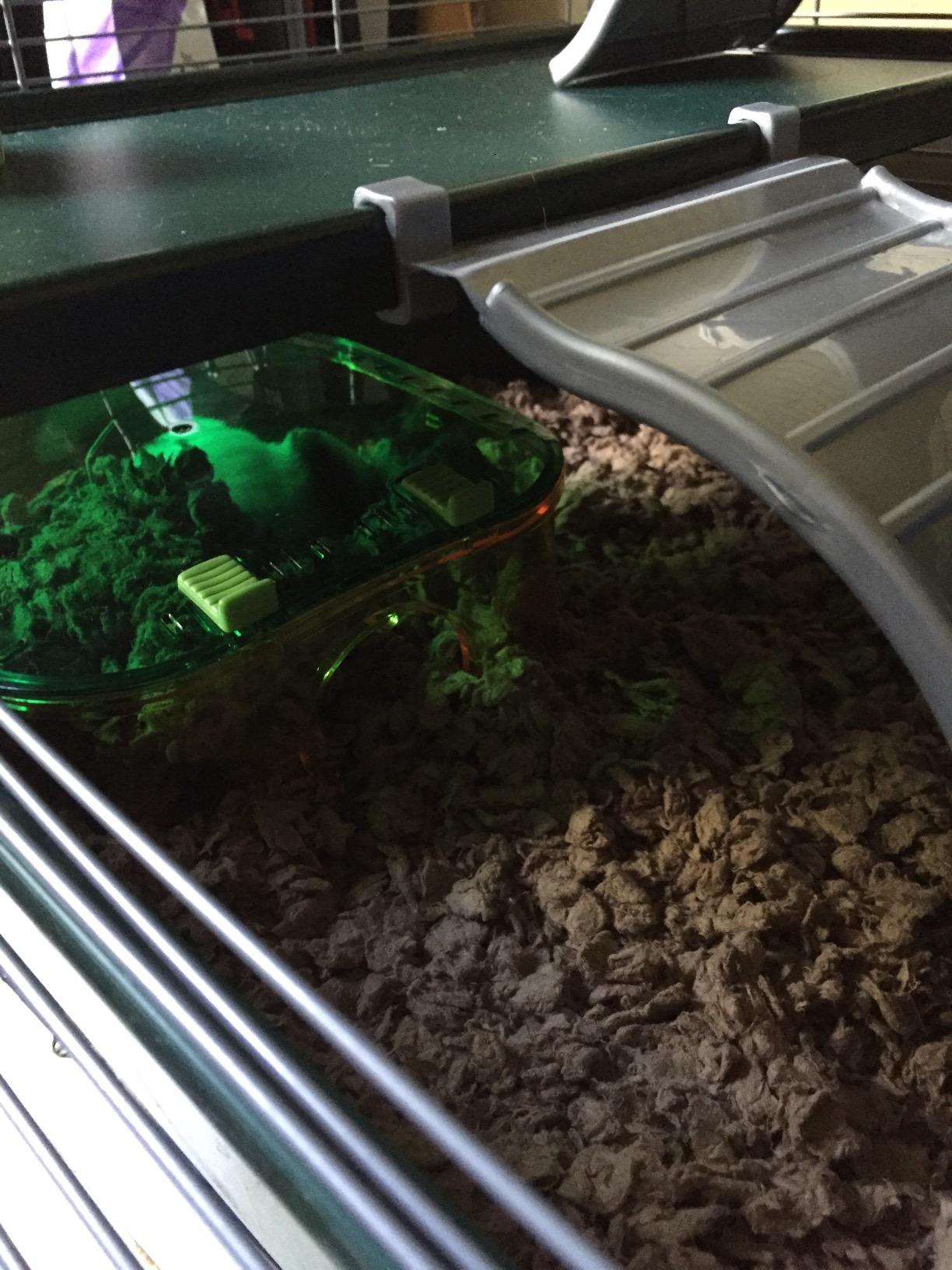 Kaytee My First Home Multi-Level Exotics Habitat for Pet Chinchillas, Rats, Degus, Sugar Gliders and Other Exotic Small Animals customer photo 2