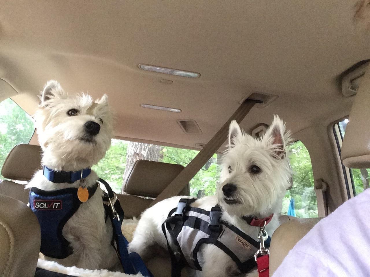 PetSafe Happy Ride Dog Safety Harness for Cars - Dog Car Harness Includes Seat Belt Tether - Keeps Pets Restrained - Breathable Mesh, Adjustable Straps - Dog Travel Accessories for Car - Small customer photo 2