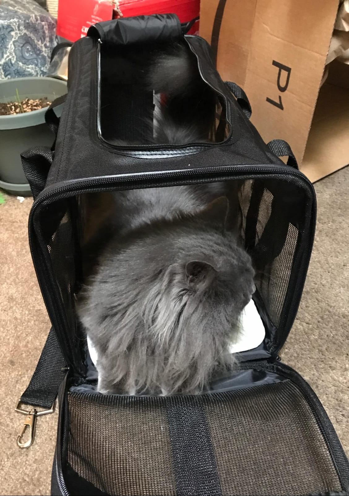 Amazon Basics Airline Approved Soft-Sided Mesh Pet Travel Carrier with Shoulder Strap, Removable Washable Fleece Pad, Top Opening, Ventilation for Dog, Cat, up to 22 pounds, 19.7Lx12Wx12H in., Black customer photo 2