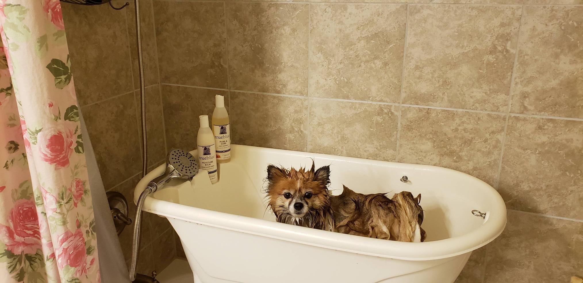 Flying Pig™ Pet Dog Cat Portable Bath Tub (Blue, 37.5