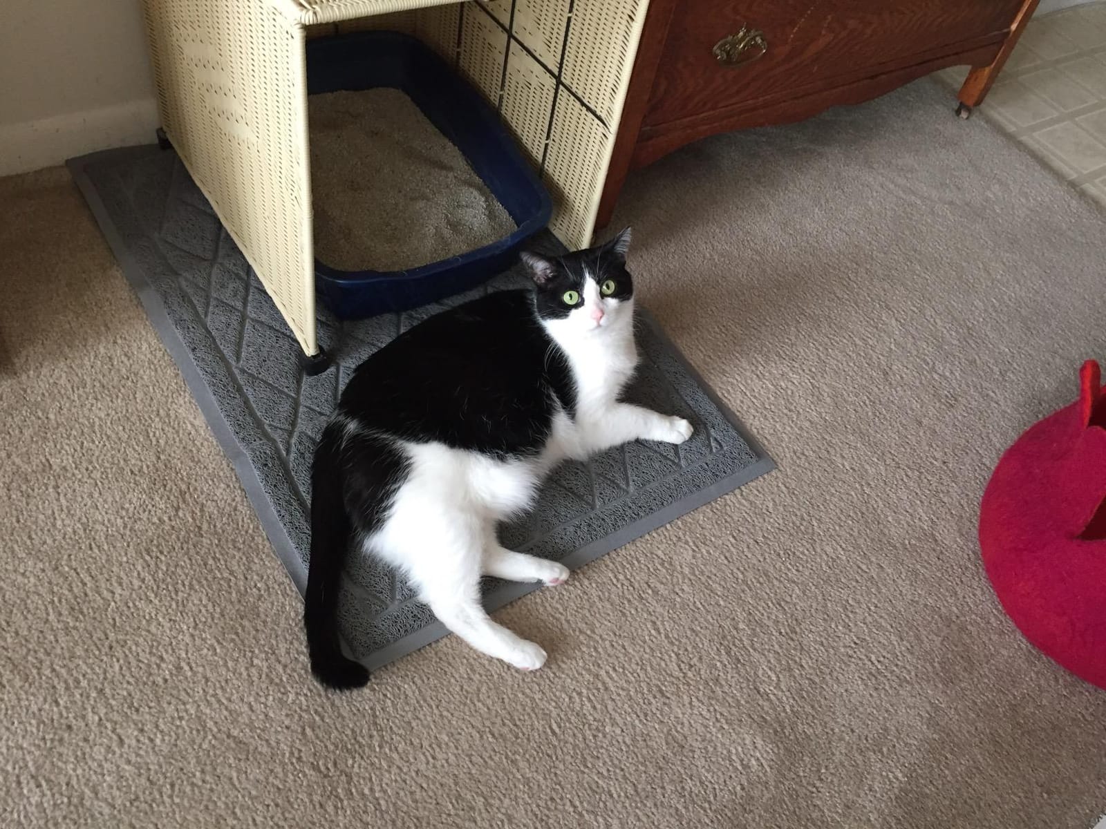 Pawkin Cat Litter Mat, Patented Design with Litter Lock Mesh, Extra Large, Durable, Easy to Clean, Soft, Fits Under Litter Box, Litter Free Floors, Gray customer photo 2