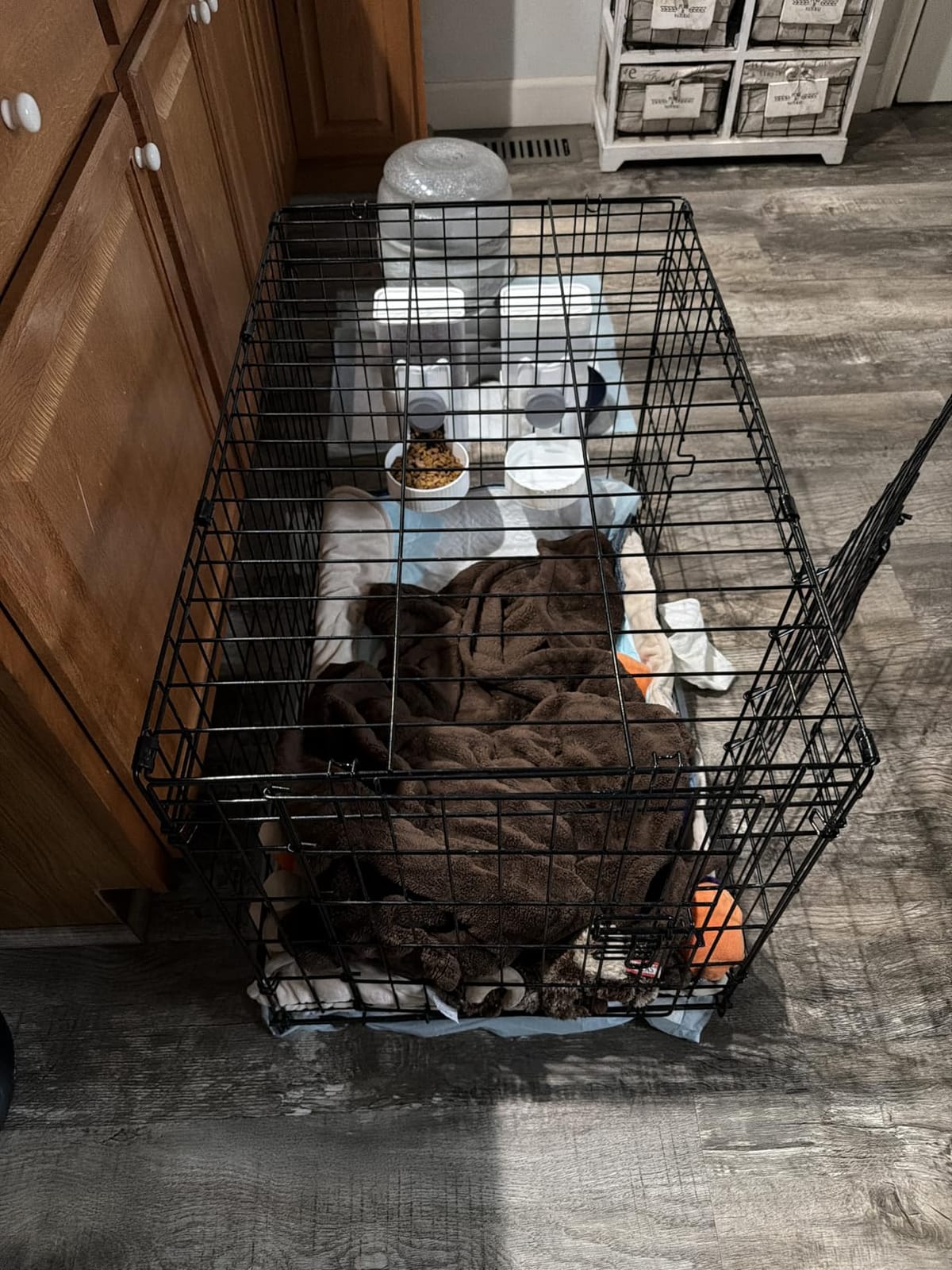 New World by Midwest 30-Inch Double Door Crate, Medium Breeds, 21-40 lbs customer photo 2
