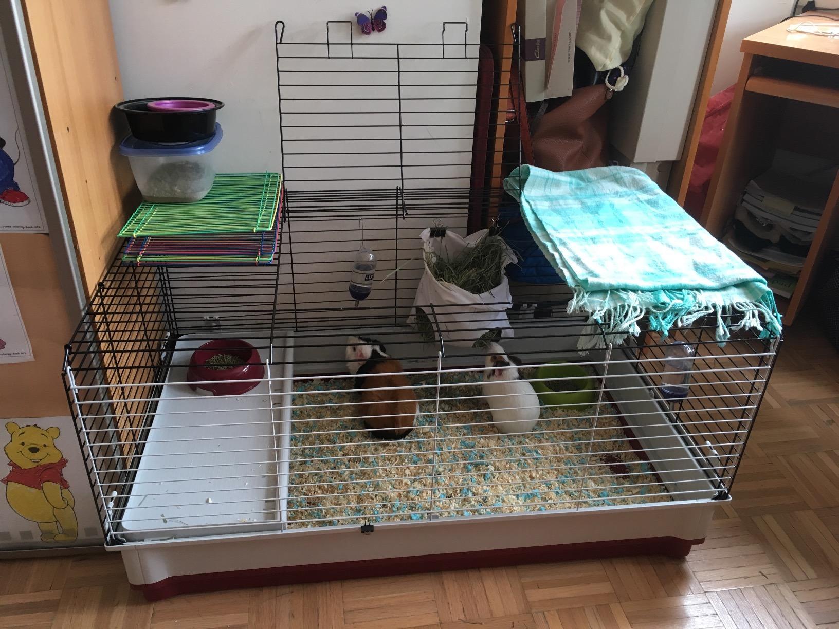 MidWest Homes for Pets 158 Wabbitat Deluxe Rabbit Home, Rabbit Cage, 39.5 L x 23.75 W x 19.75 H Inch, Maroon/White customer photo 2
