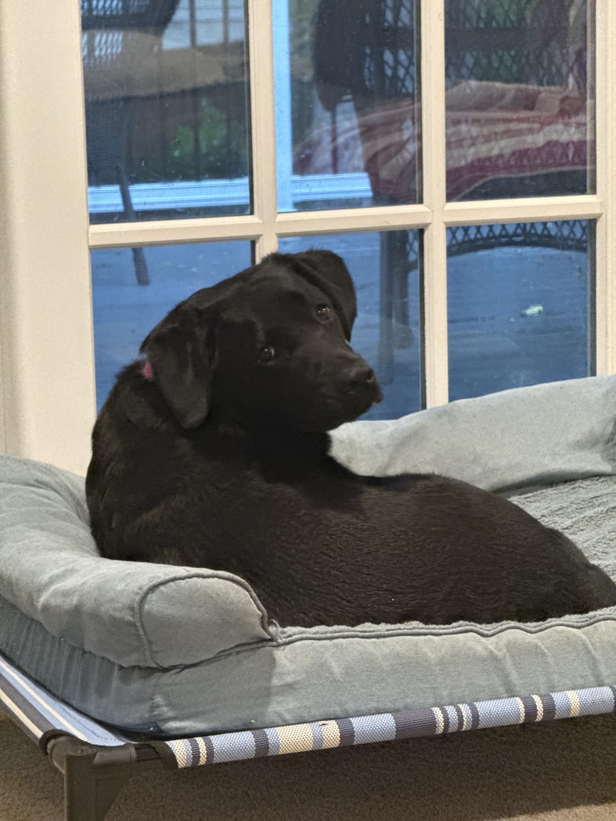Furhaven Orthopedic Dog Bed for Large Dogs w/ Removable Bolsters & Washable Cover, For Dogs Up to 95 lbs - Plush & Suede Sofa - Gray, Jumbo/XL customer photo 2