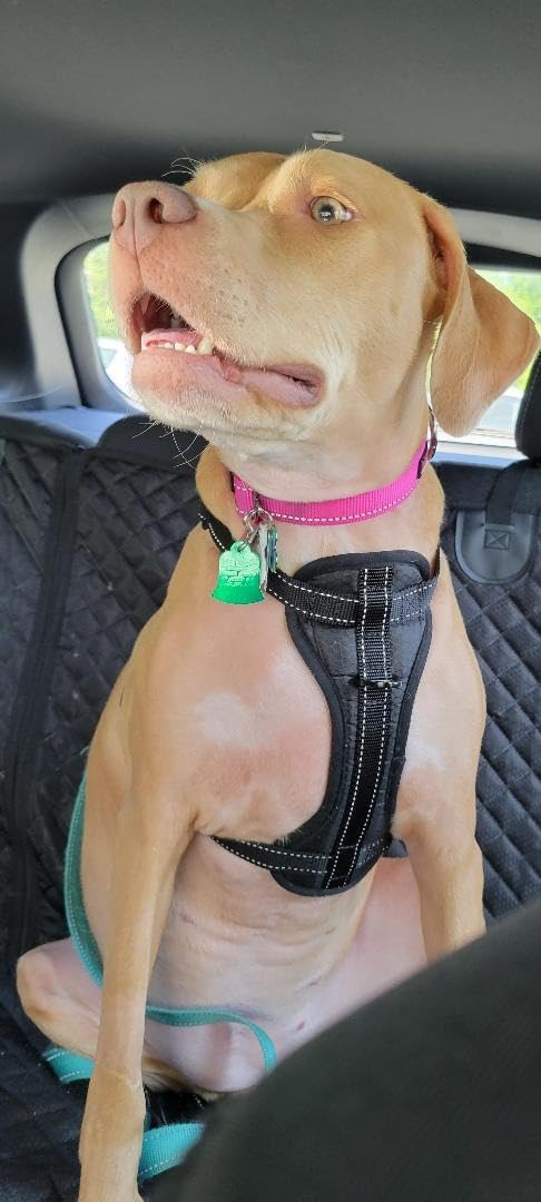 Mighty Paw Dog Car Harness - Vehicle Safety Gear - 2 Leash Attachment - Adjustable Straps - Reflective Stitching - Soft Padding - Standard Harness Functionality - No Pull Front Leash Attachment - L customer photo 1