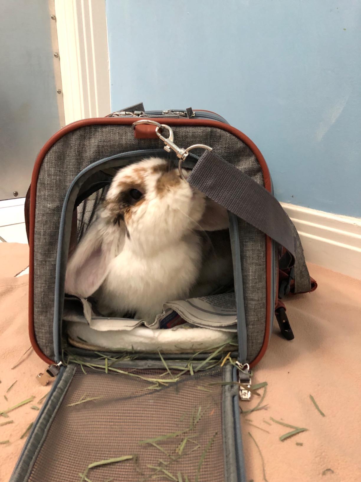 Mr. Peanut's Airline Approved Soft Sided Pet Carrier, Low Profile Gold Series Tote, Premium Brand Self Locking Zippers, Under Seat Compatibility, Plush Faux Fleece Bedding with a Sturdy Plywood Base customer photo 1