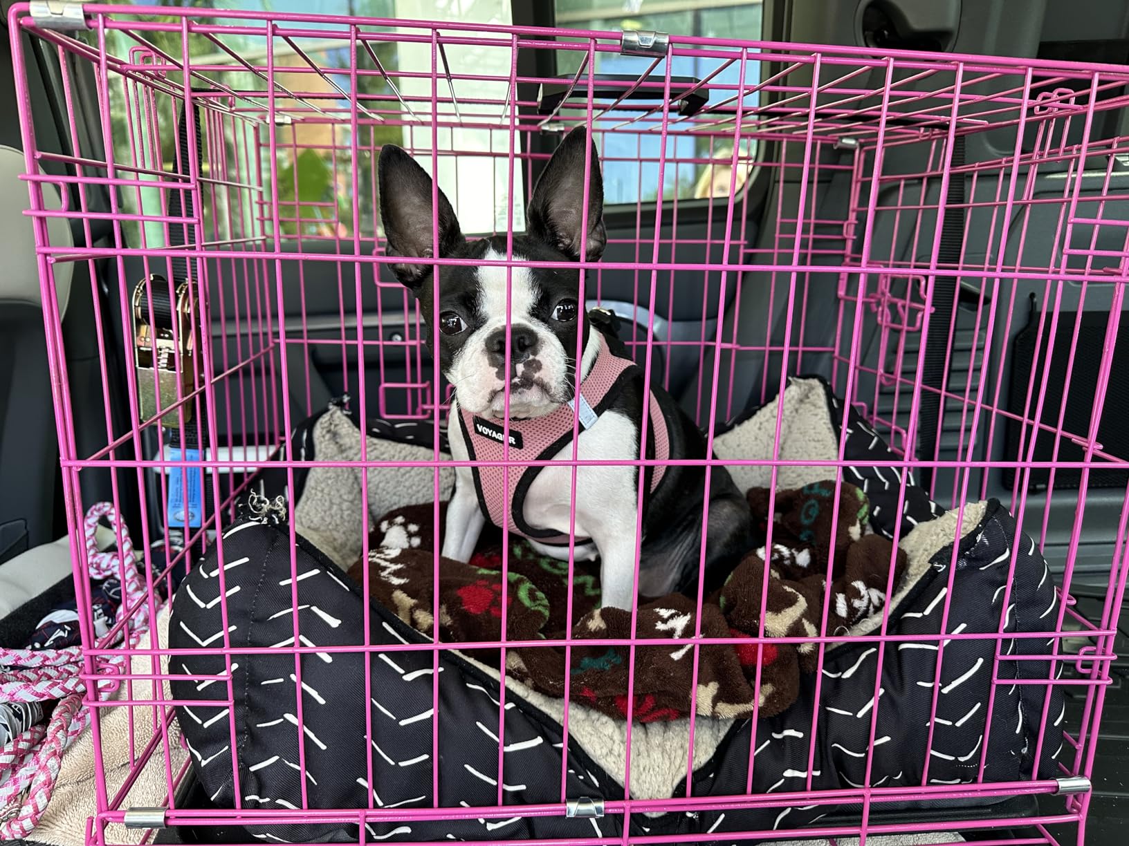Internet's Best Wire Dog Kennel | Medium (36 Inches) | Double Door Metal Steel Crates | Indoor Outdoor Pet Home | Folding and Collapsible Cage | Blue customer photo 2