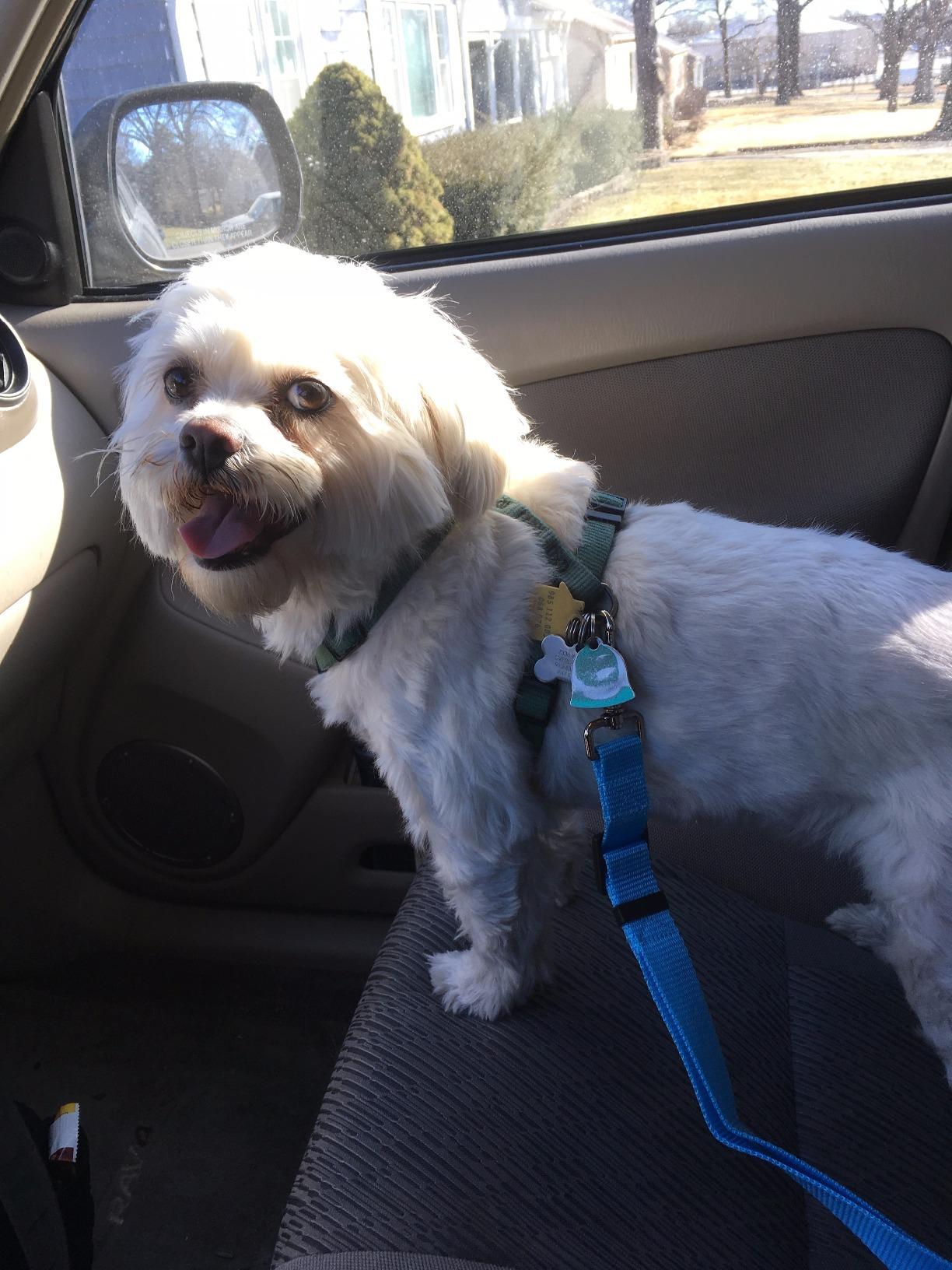 SunGrow Dog Seat Belt for Car, Adjustable Nylon Pet Seatbelt, Supports All Cars, Dog Car Leash Seat Belt, Seatbelt for Dogs, Cats & Ferrets Travel Harness customer photo 1