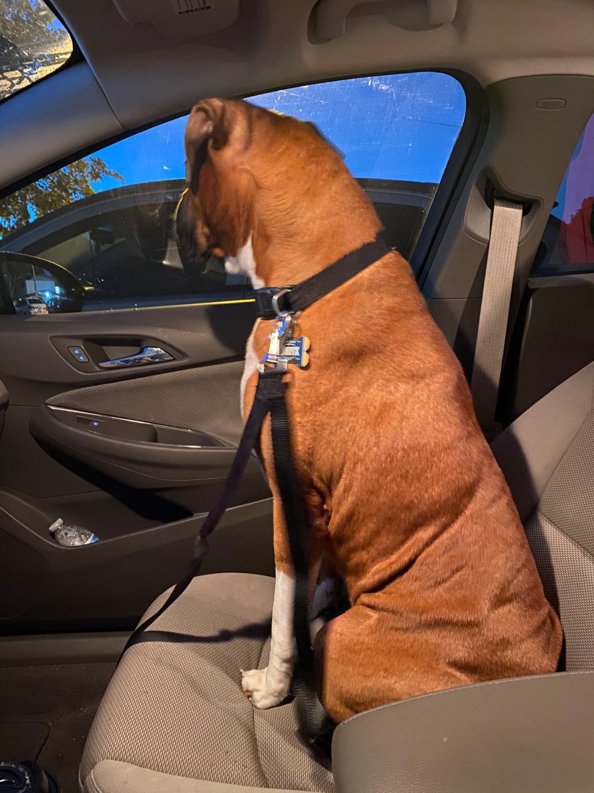 SunGrow Dog Seat Belt for Car, Adjustable Nylon Pet Seatbelt, Supports All Cars, Dog Car Leash Seat Belt, Seatbelt for Dogs, Cats & Ferrets Travel Harness customer photo 2