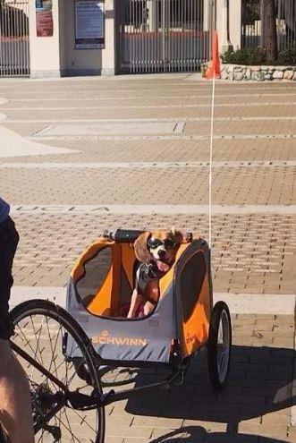 Schwinn 13-SC315 Rascal Bike Pet Trailer, For Small and Large Dogs, Lightweight, Tow with Bicycle, Up to 50 lbs. Small, Orange/Grey customer photo 2