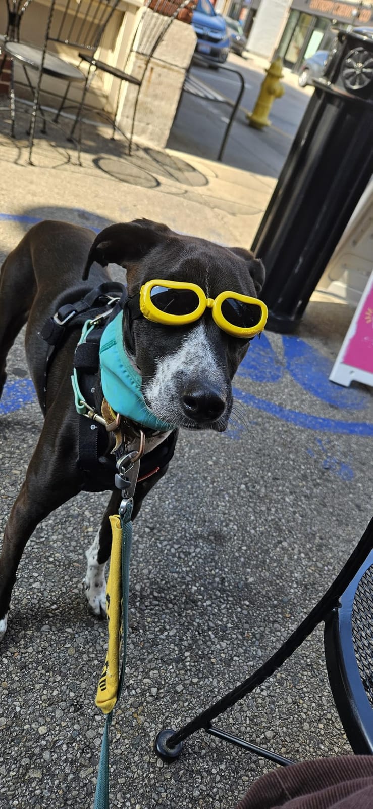 EzyDog Drive Dog Car Harness, Crash Tested and Certified - Medium customer photo 2