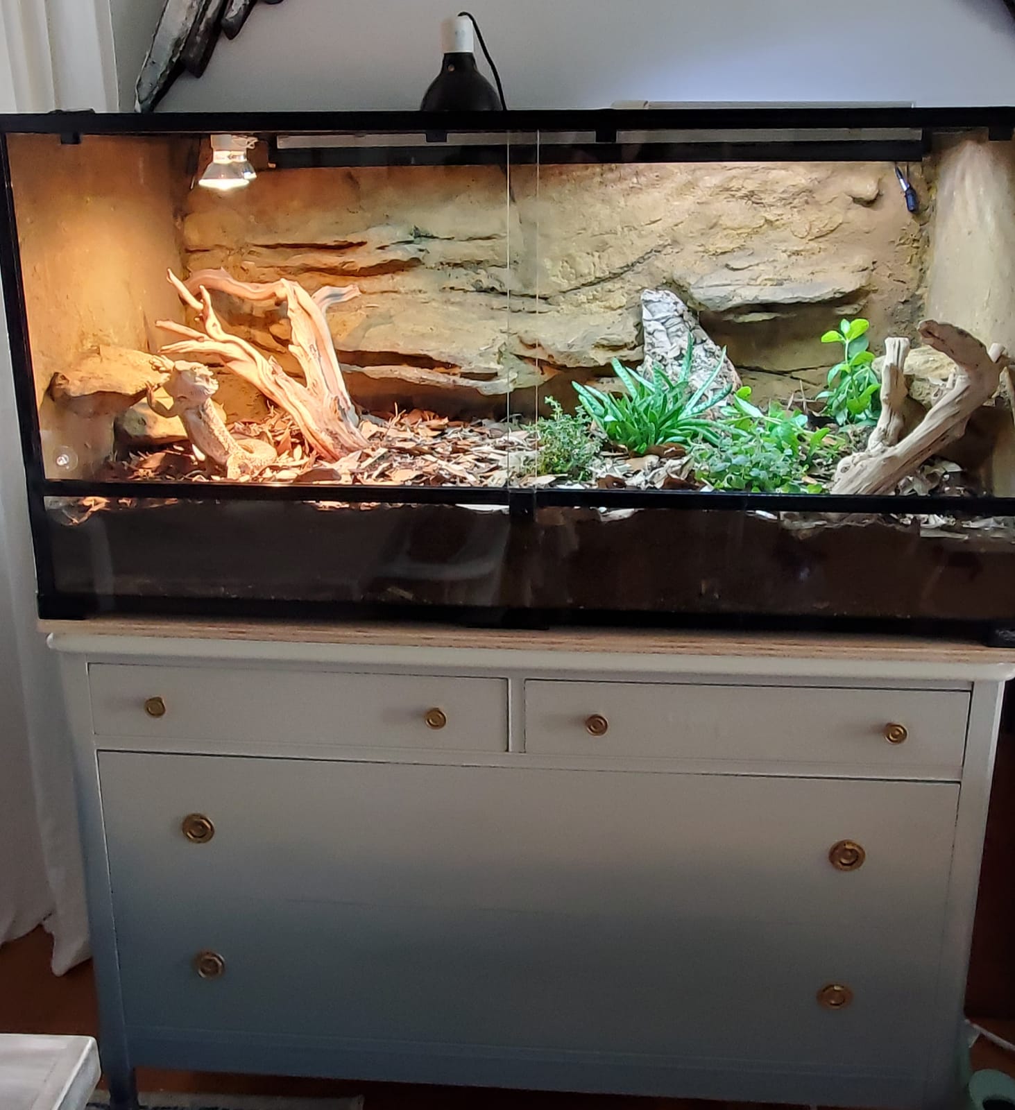36Lx18Wx18H Reptile Terrarium, 50 Gallon Reptile Tank customer photo 1