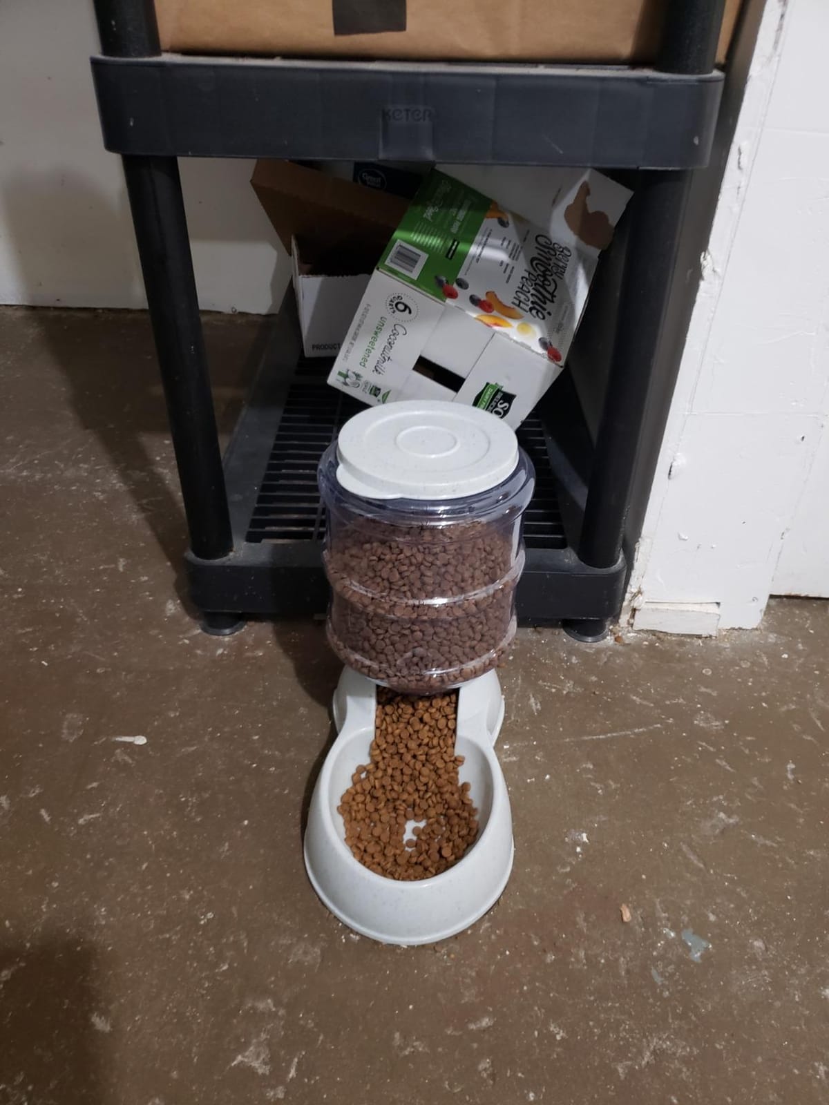 Amazon Basics Gravity Pet Food Feeder for Dogs and Cats, Easy to Clean, Easy to Fill, Removable Lid, 152fl.oz Capacity, Small customer photo 1