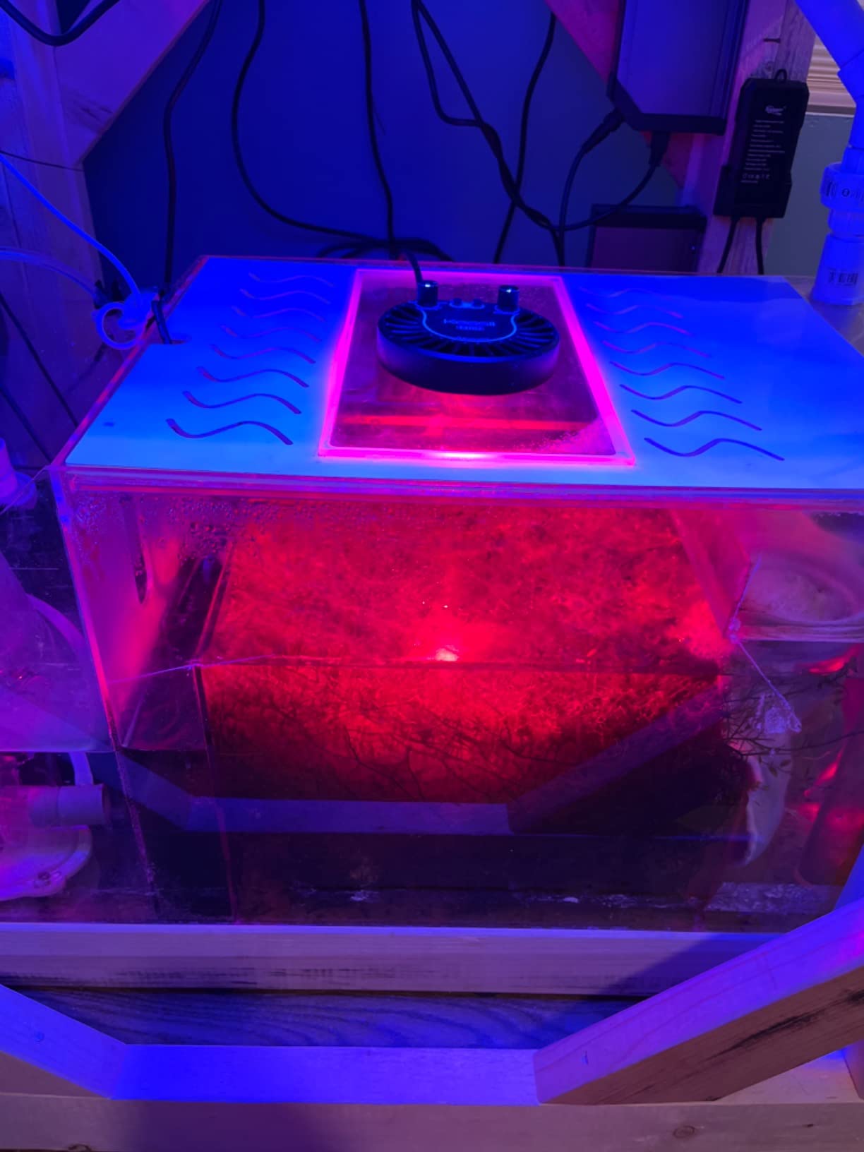 Kessil H80 Tuna Flora Refugium LED customer photo 2