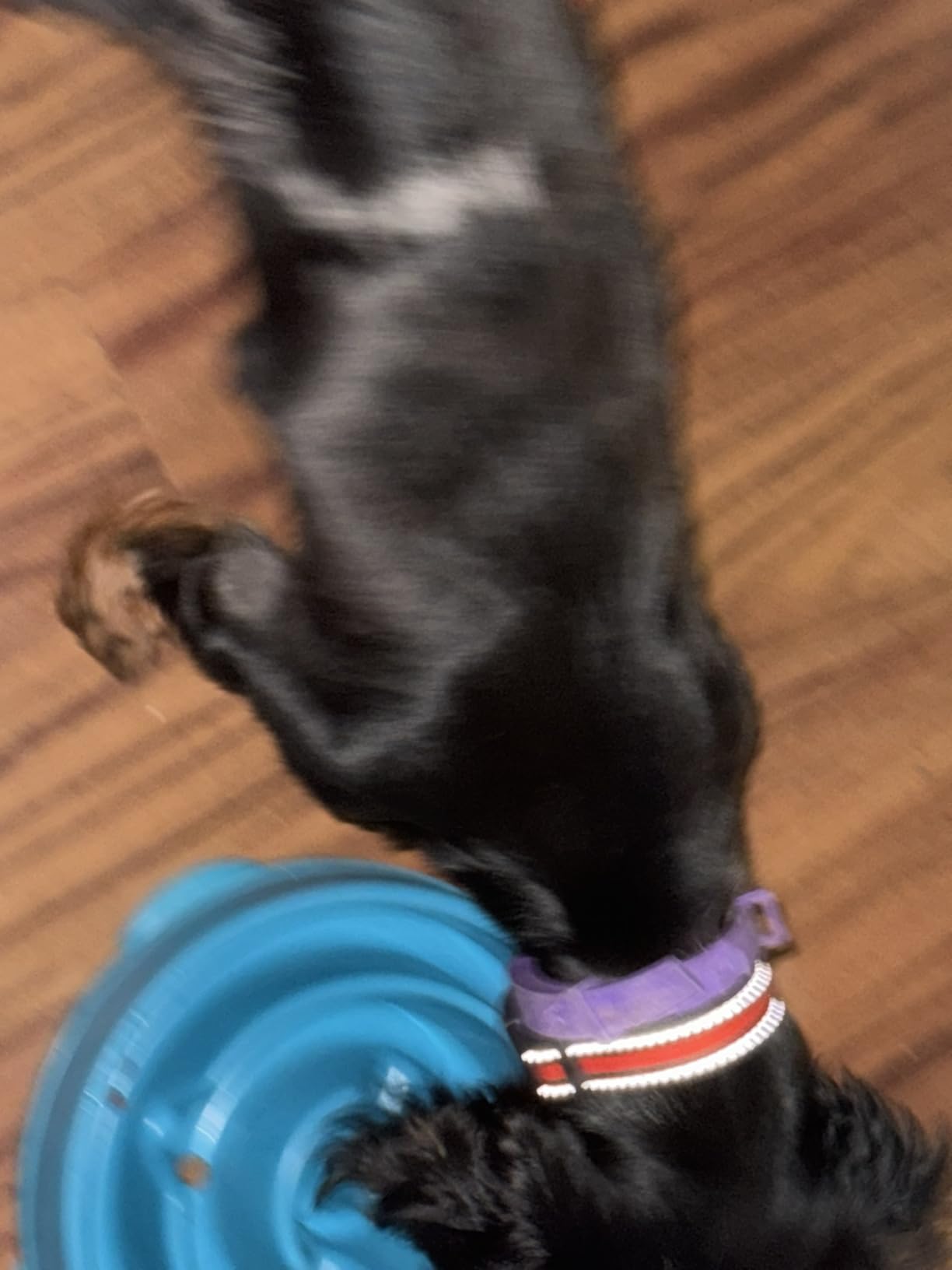 Outward Hound Fun Feeder Slo Bowl – Medium 2‑Cup Capacity, Slow Feeding, Small to Medium Dogs & Cats, Non-Slip, Blue, Notch Pattern customer photo 2