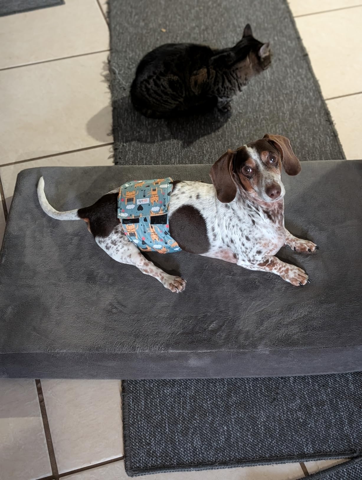 BarkBox Orthopedic Dog Bed - Large customer photo 1