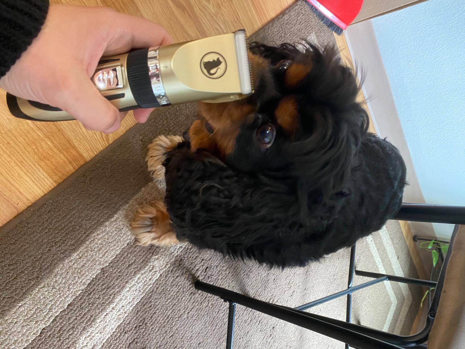 Ceenwes Dog Clippers Low Noise Pet Clippers Rechargeable Trimmer Cordless Grooming Tool Professional Dog Hair Trimmer with Comb Guides Scissors for Dogs Cats & Others(Gold) customer photo 2