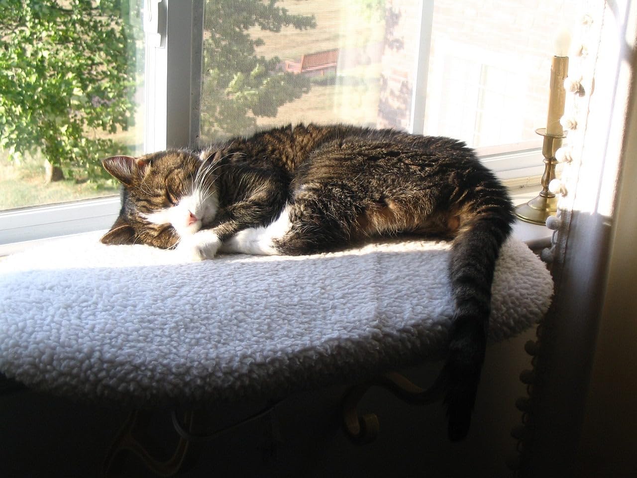 K&H Cat Window Perch, Unheated Kitty Sill, 24x14in, Fleece customer photo 2
