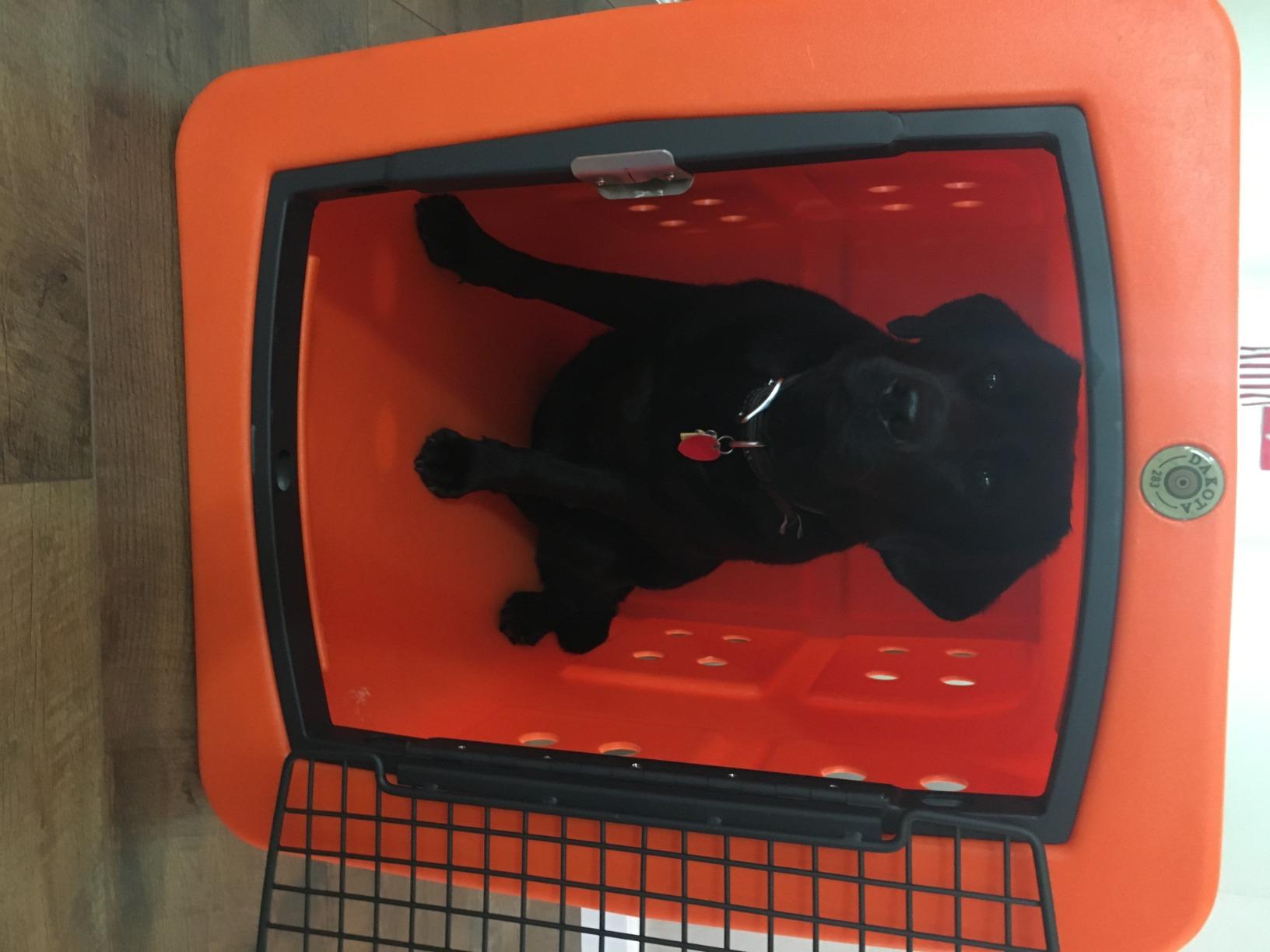 Dakota283 G3 Portable High-Security Framed Dog Kennel, Dark Granite - XL customer photo 1