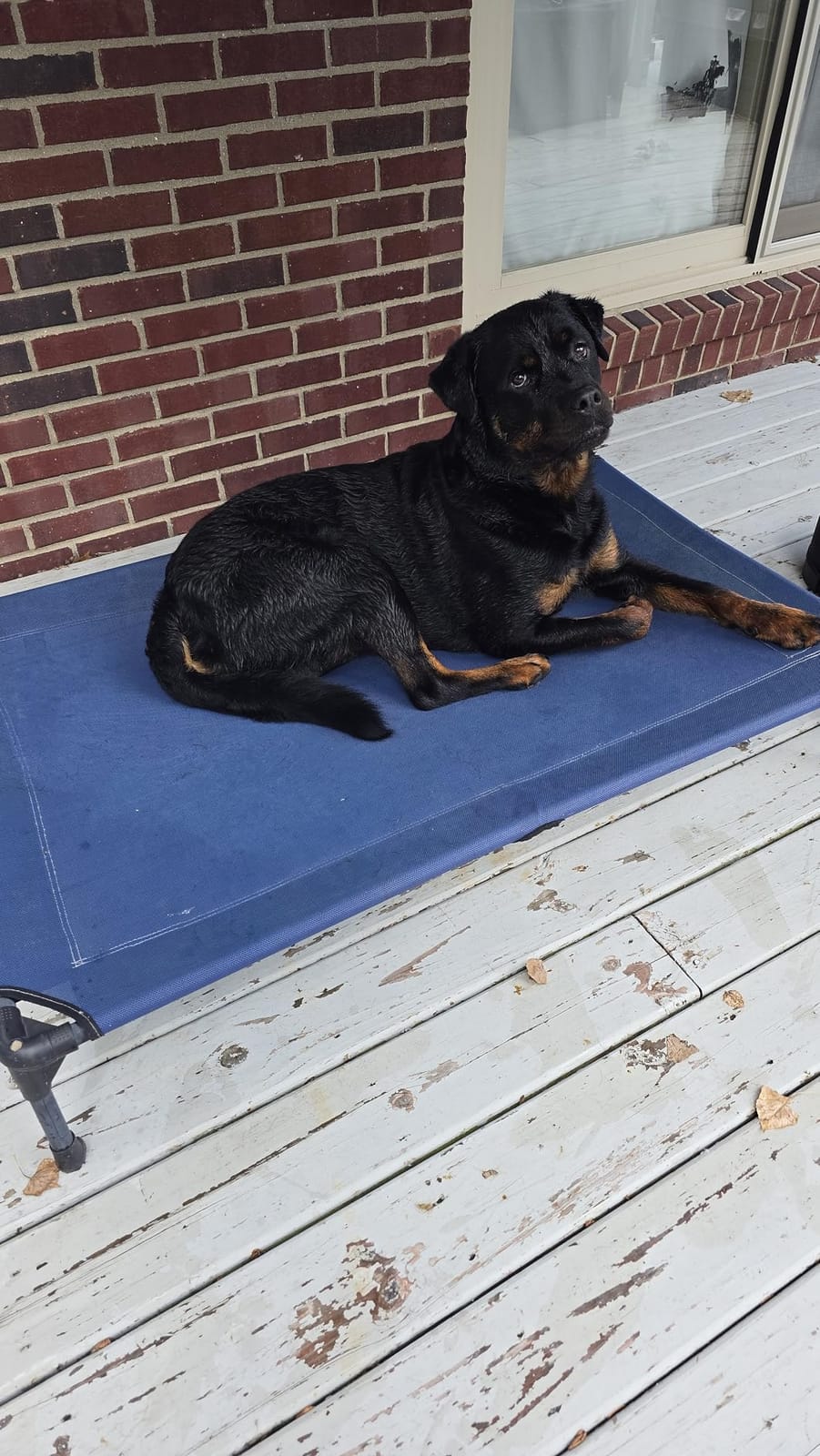 Veehoo Cooling Elevated Dog Bed, Portable Raised Pet Cot with Washable & Breathable Mesh, No-Slip Feet Durable Dog Cots Bed for Indoor & Outdoor Use, X Large, CWC1803-XL customer photo 1
