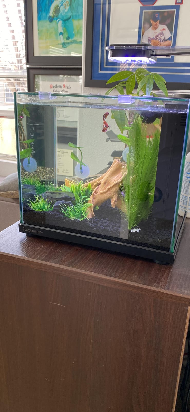 Aquatop Pisces Bullet Shaped Glass Aquarium - Nano Aquarium Kit, for Salt & Freshwater Fish Tanks - Mechanical, Chemical & Biological Filtration customer photo 2