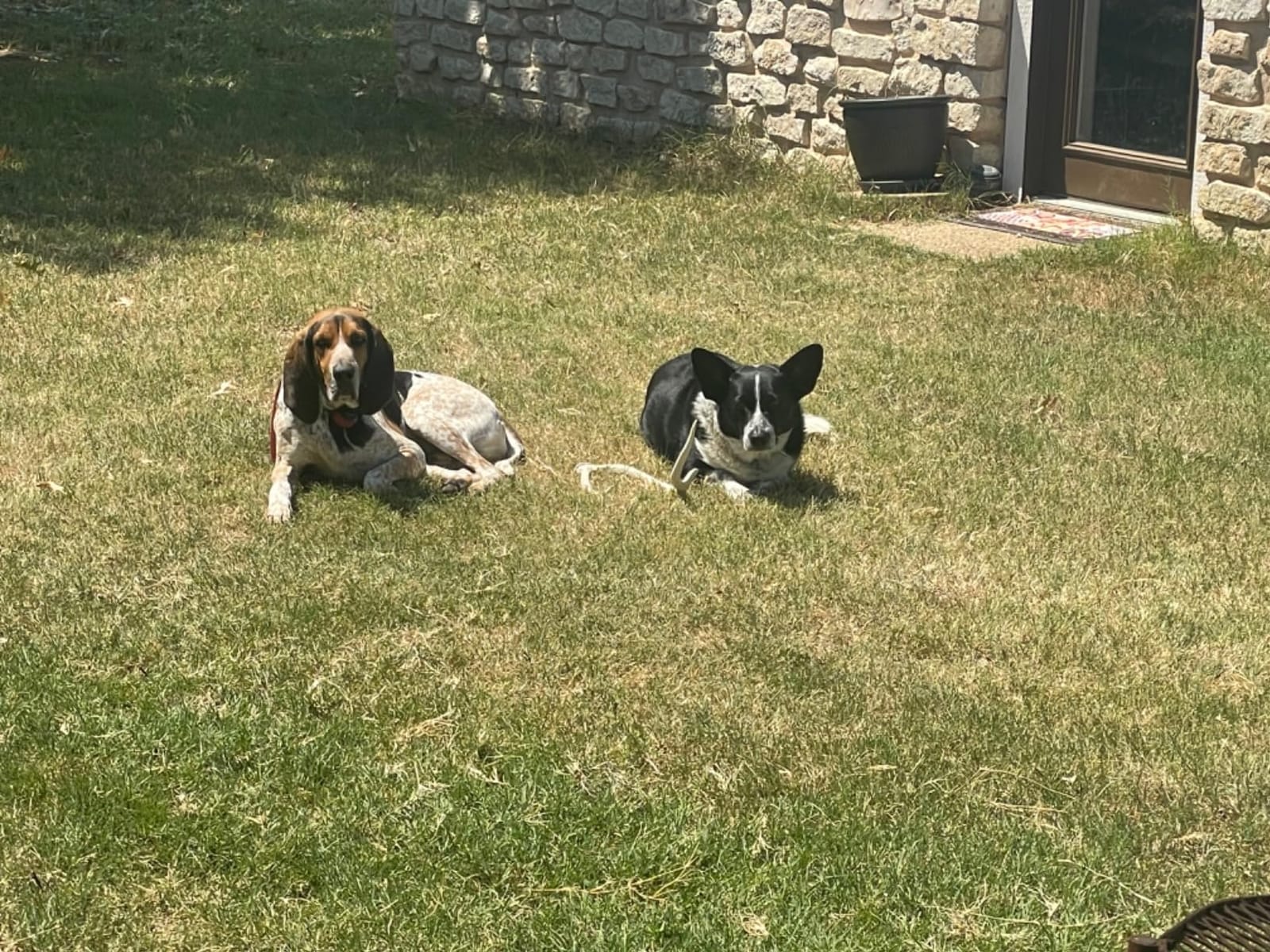 PetSafe Stay & Play Wireless Fence for Stubborn Dogs, Up to 3/4-Acre customer photo 1