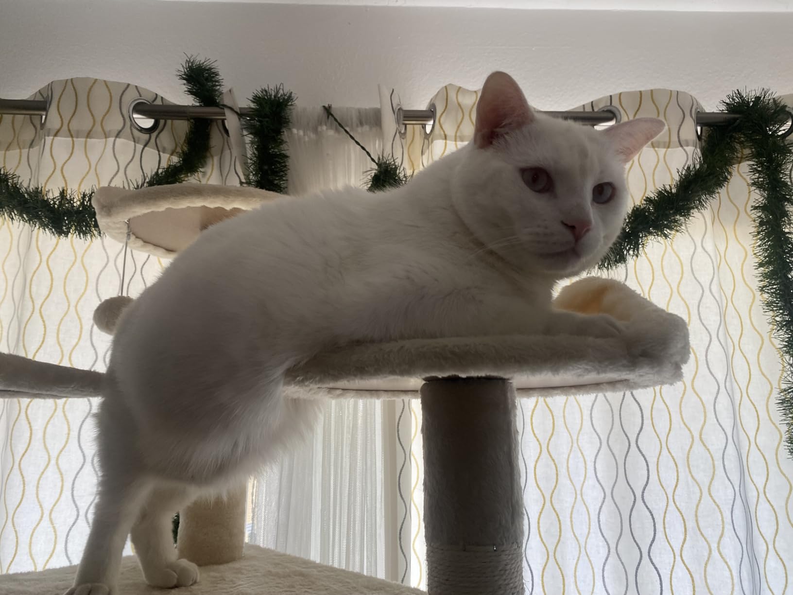 Yaheetech 79in Multi-Level Cat Tree for Multiple Cats with 9 sisal Posts customer photo 1