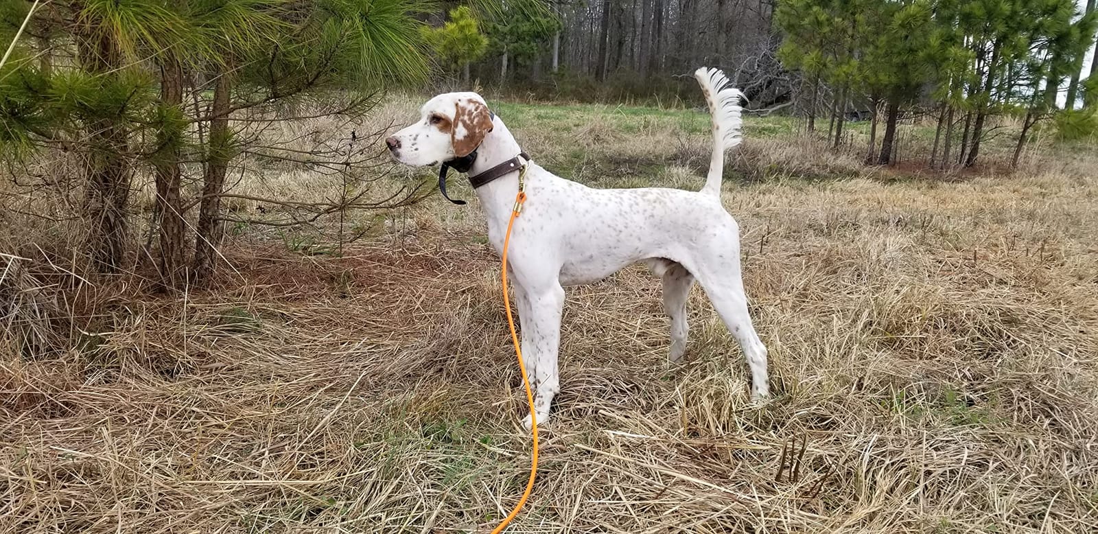Garmin PRO 550 Plus Handheld, One-Handed, No-Look Dog Training for Up to 3 Dogs, At-a-Glance Tracking with a Range Up to 9 Miles customer photo 1
