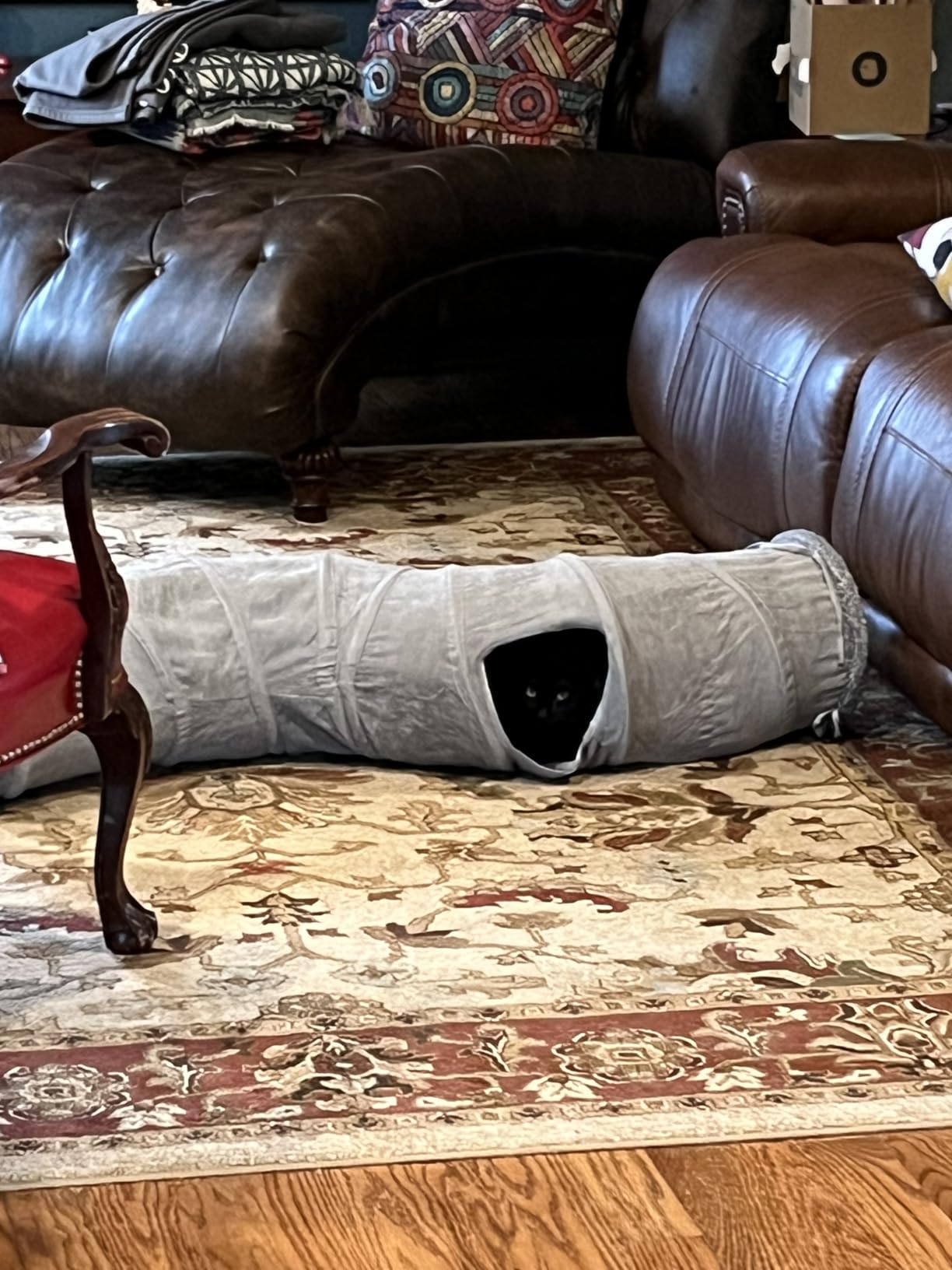 PAWZ Road Cat Tunnel S Shape Cat Tunnels for Large & Indoor Cats 51”Long customer photo 1