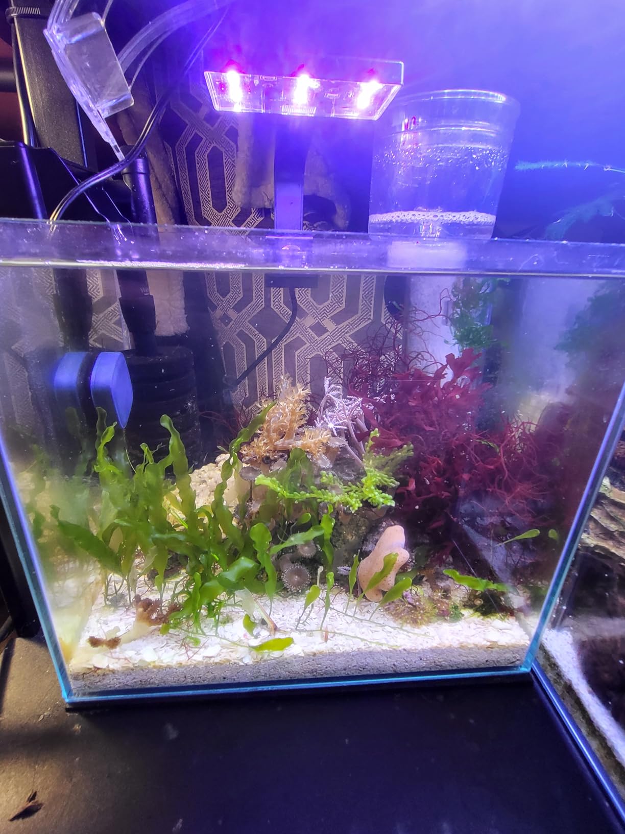 Mumusuki RS-4003 Protein Skimmer for Saltwater Aquariums, Compact Acrylic Design Quiet Operation for Small Tanks and Nano Fish Tanks customer photo 1