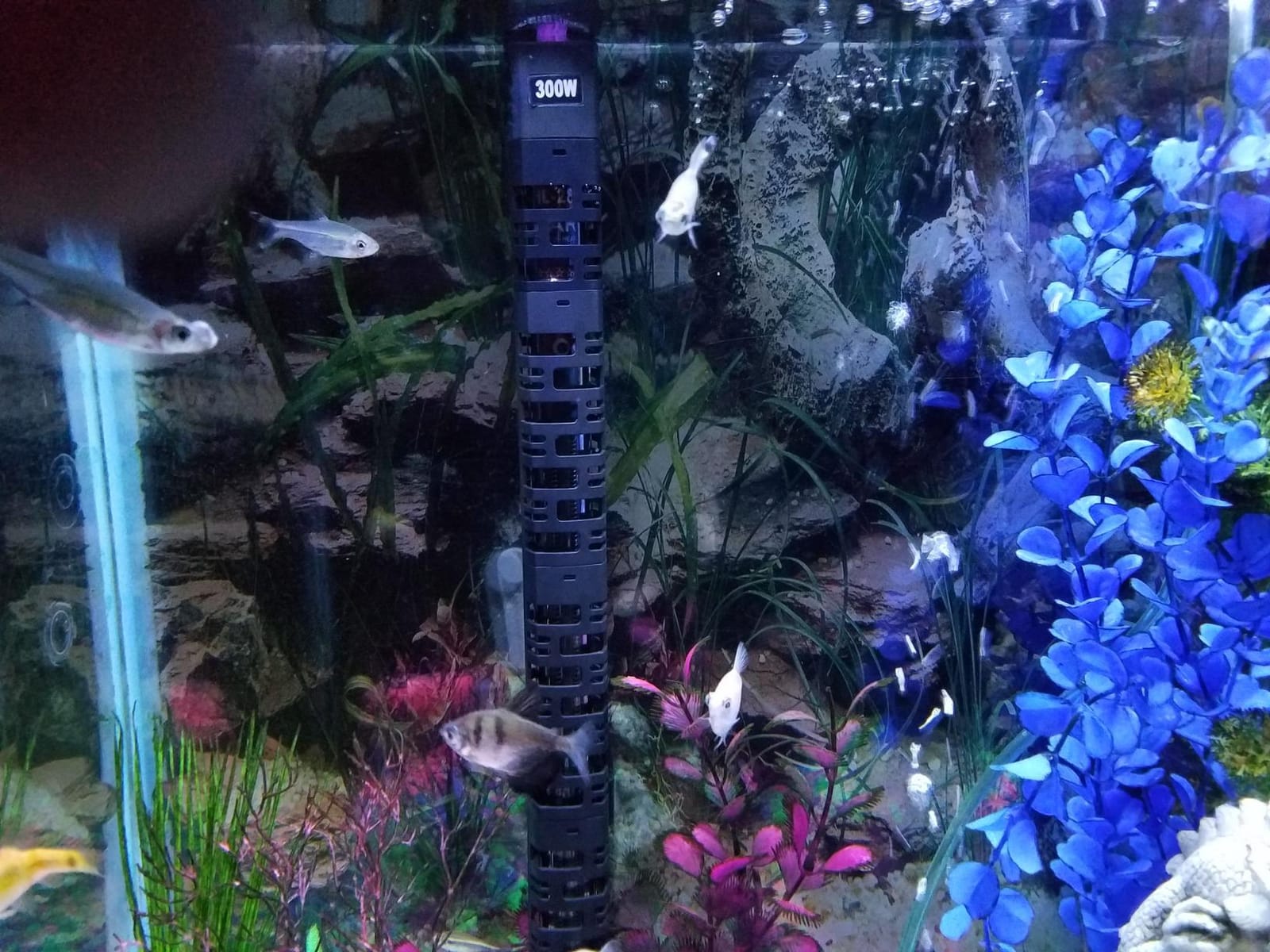 MQ Submersible Aquarium Heater Auto Thermostat, 300W Fish Tank Heater for 35-60 Gallon with LCD Digital Aquarium Thermometer, Shatter-Proof and Blast-Proof customer photo 2