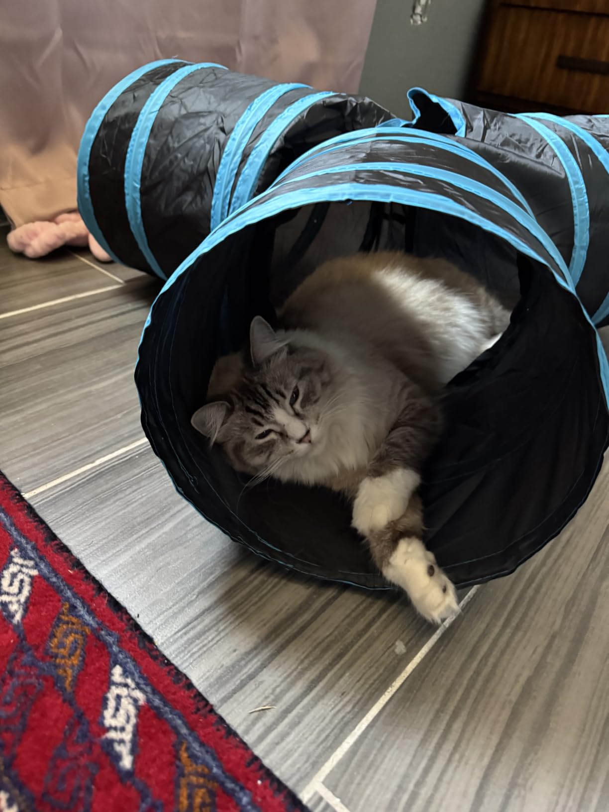 Tempcore Pet Tunnel Tube Cat Toys, Cat Tunnels for Indoor Cats customer photo 1