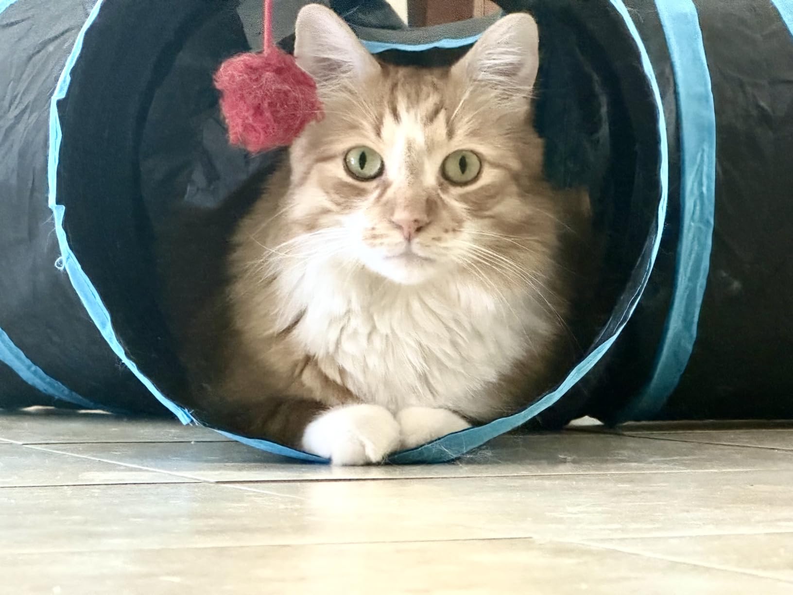 Tempcore Pet Tunnel Tube Cat Toys, Cat Tunnels for Indoor Cats customer photo 2