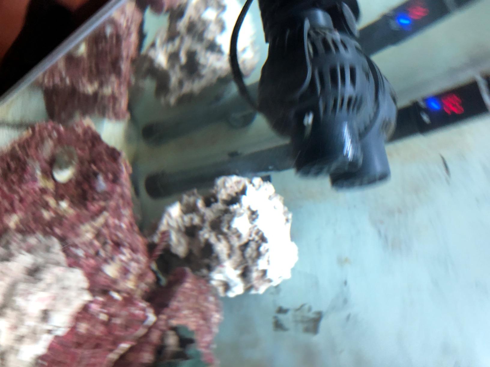 FREESEA Magnetic Wave Maker for Aquarium: 1s Mounts on 15mm Glass Secure customer photo 2
