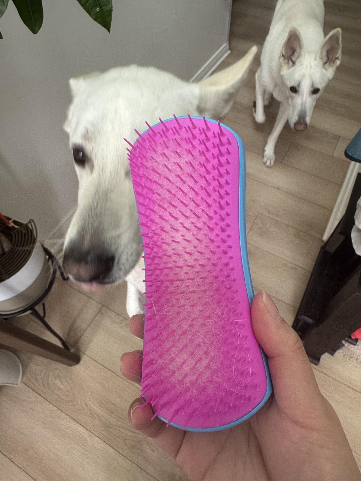 Pet Teezer De-Shedding Dog Brush for Long Hair Breeds, Large, Blue & Pink customer photo 2