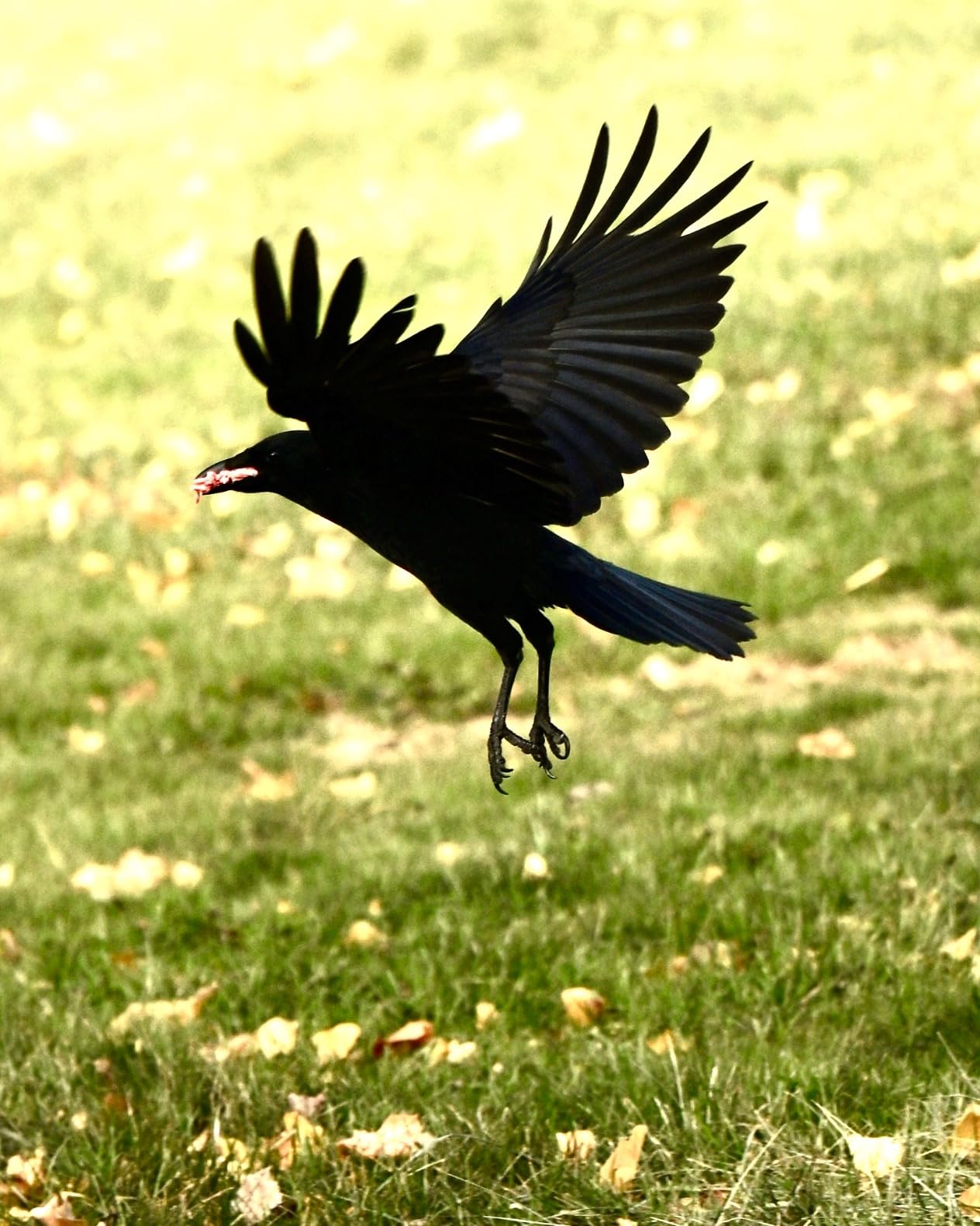 Nikon NIKKOR Z 70-200mm f/2.8 S | Professional Large Aperture telephoto Zoom Lens for Z Series mirrorless Cameras | Nikon USA Model customer photo 1