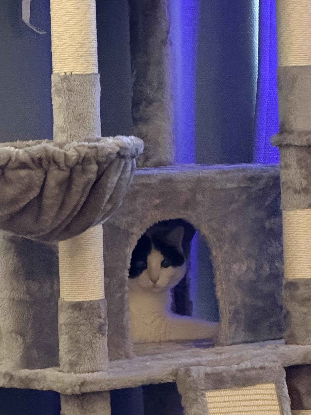 Allewie 68 Inches Cat Tree/House and Towers for Big Feline/Scratching Post/Multi-Level Large Kitty Climbing Tree with Condo/Smokey Grey customer photo 2