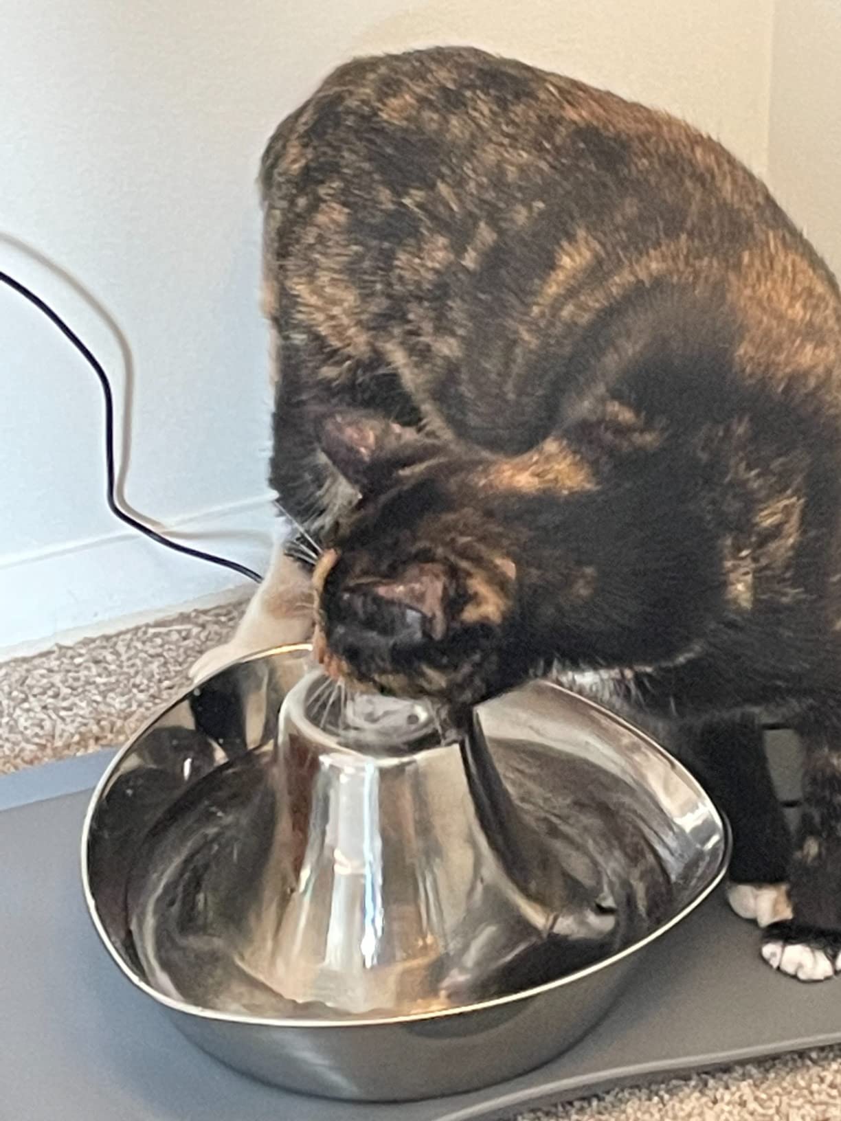 PetSafe Seaside Stainless Cat & Dog Fountain, 60 oz, 2 Filters & Pump customer photo 1