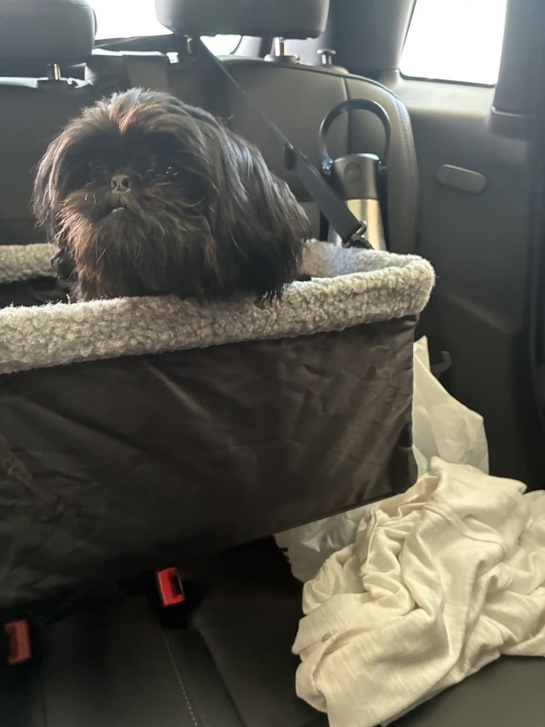 Dog Car Seats for Small Dogs, Upgrade Dog Booster Seat with Metal Frame Construction with Double-Layer Oxford, Perfect for Small Pets,L-UP TO 10LBS customer photo 1