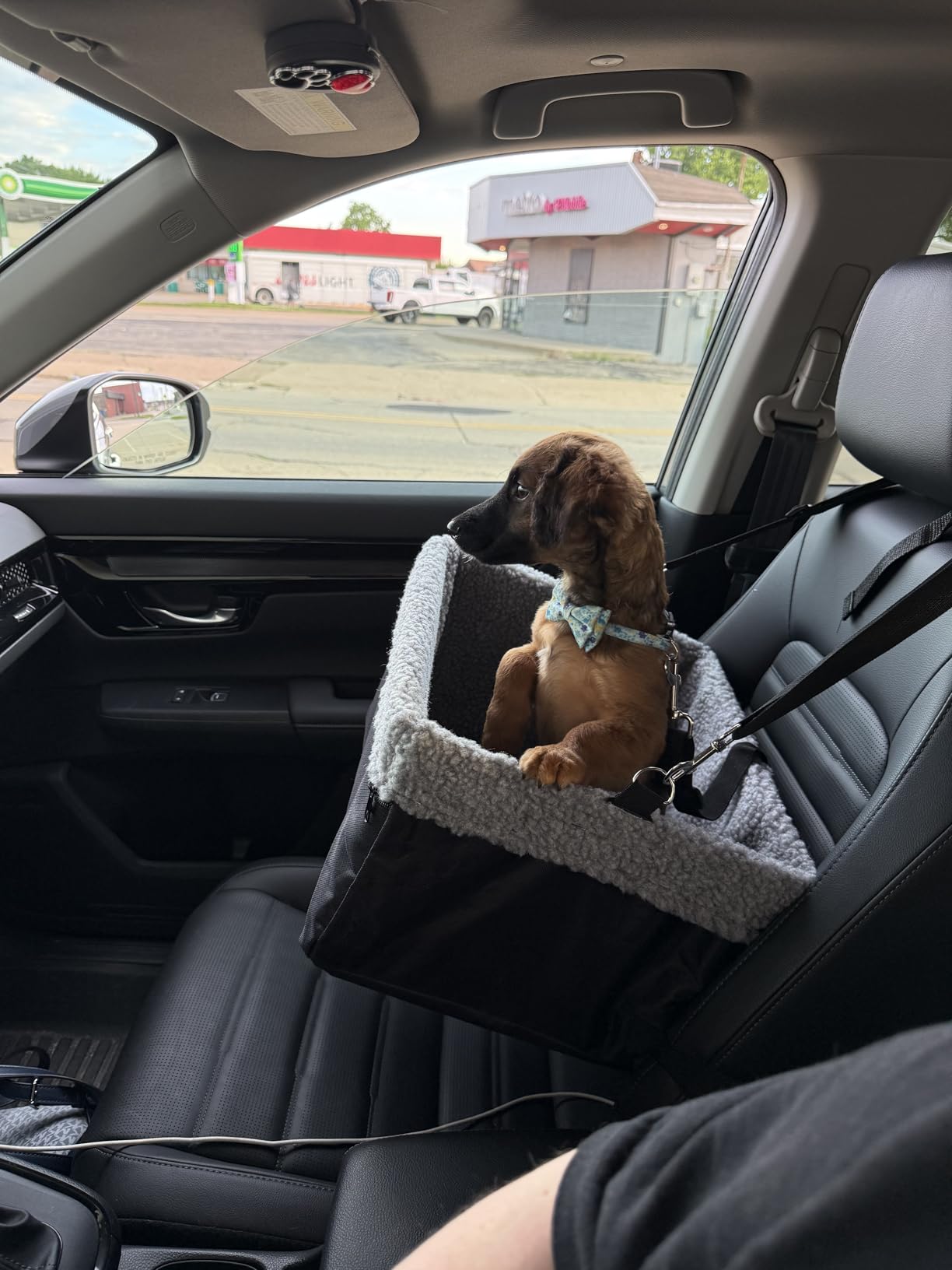 Dog Car Seats for Small Dogs, Upgrade Dog Booster Seat with Metal Frame Construction with Double-Layer Oxford, Perfect for Small Pets,L-UP TO 10LBS customer photo 2