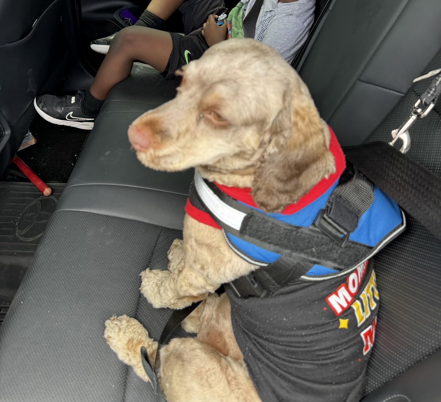 Active Pets Black Car Seat Belt for Dogs, Attaches to Harness & Collar, Adjustable 18