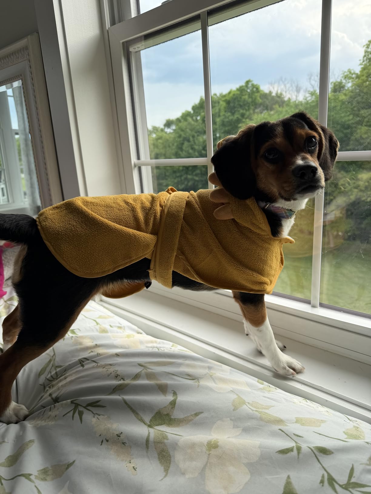 Barkbox Dog Bathrobe Fast Drying with Hook and Loop Closure & Wrap Tie Snuggle, Cute Dogs Clothes, Easy to Clean, Machine Washable, Dog Coats and Tumble Dry Low - Rubber Duck, Large customer photo 1