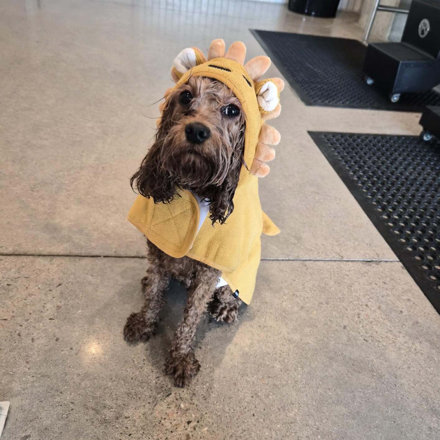 Barkbox Dog Bathrobe Fast Drying with Hook and Loop Closure & Wrap Tie Snuggle, Cute Dogs Clothes, Easy to Clean, Machine Washable, Dog Coats and Tumble Dry Low - Rubber Duck, Large customer photo 2