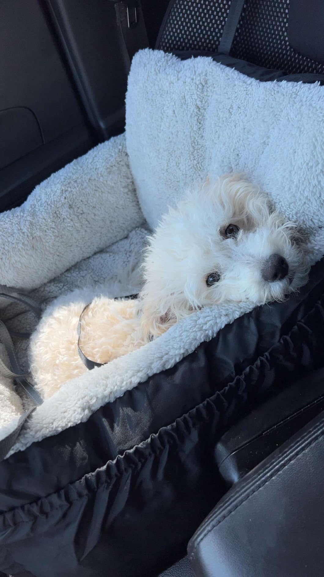BurgeonNest Dog Car Seat for Small Dogs & Cats Under 25 lbs,Black customer photo 2