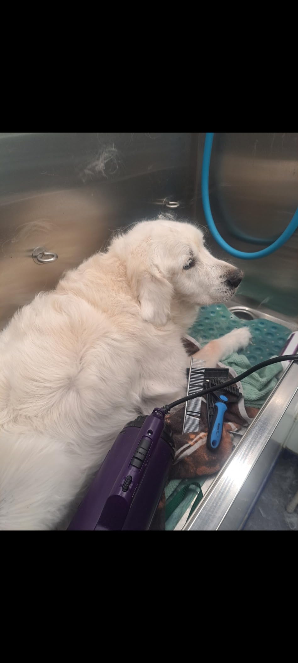 Dog Dryer High Velocity Pet Dog Grooming Force Hair Dryer/Blower customer photo 2
