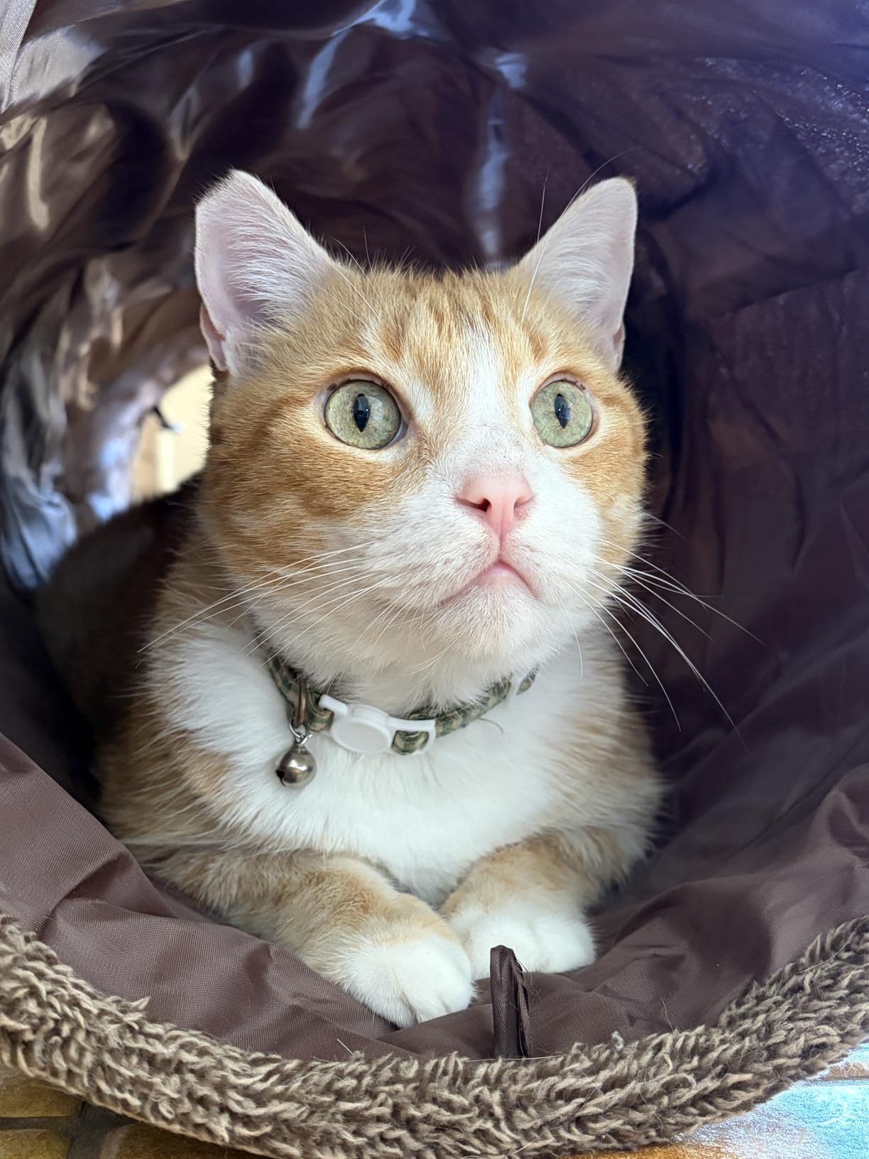 Cat Tunnel for Indoor Cats, 51×12 inch Foldable Big Cat Tunnel, Grey Suede Pet Tunnels with Two Peepholes and a Bubble Ball customer photo 2