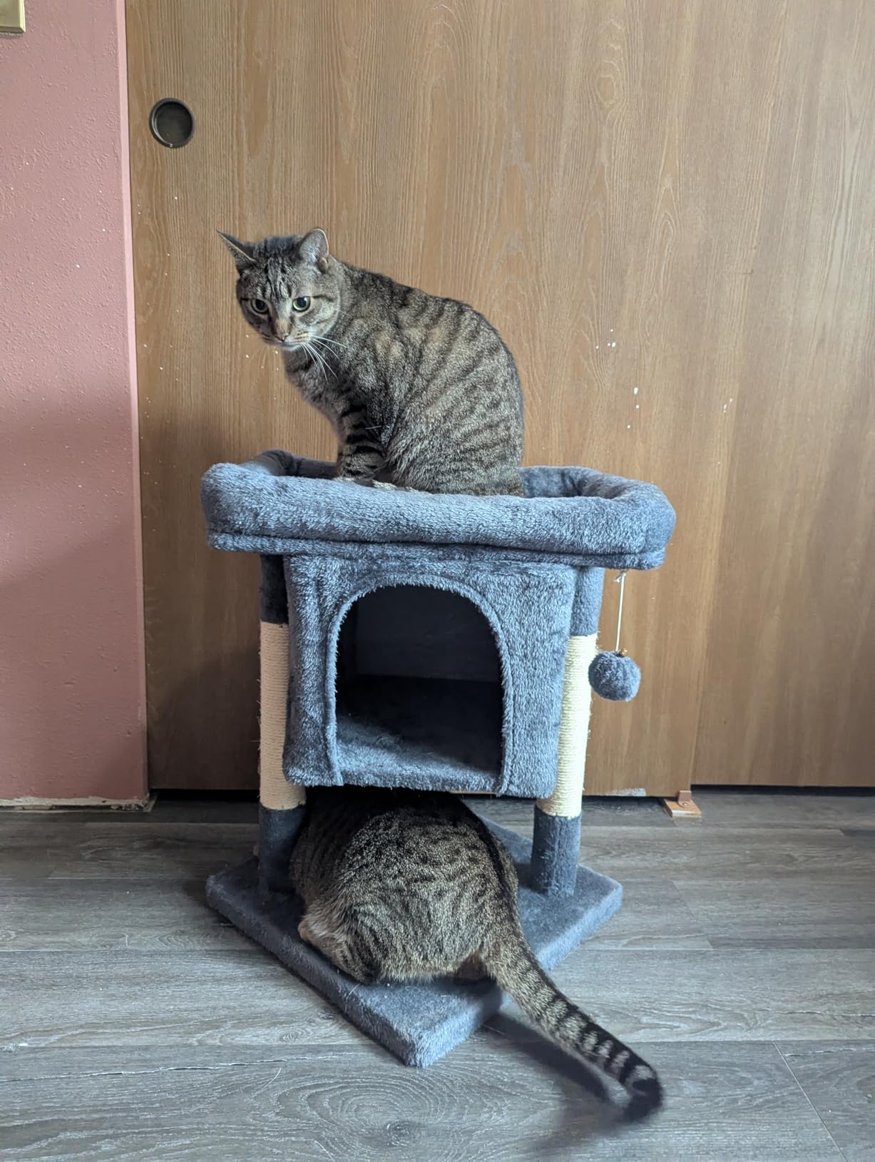 Yaheetech Small Cat Tree 23.5in for Kittens & Senior Cats, Low Profile Gray customer photo 1