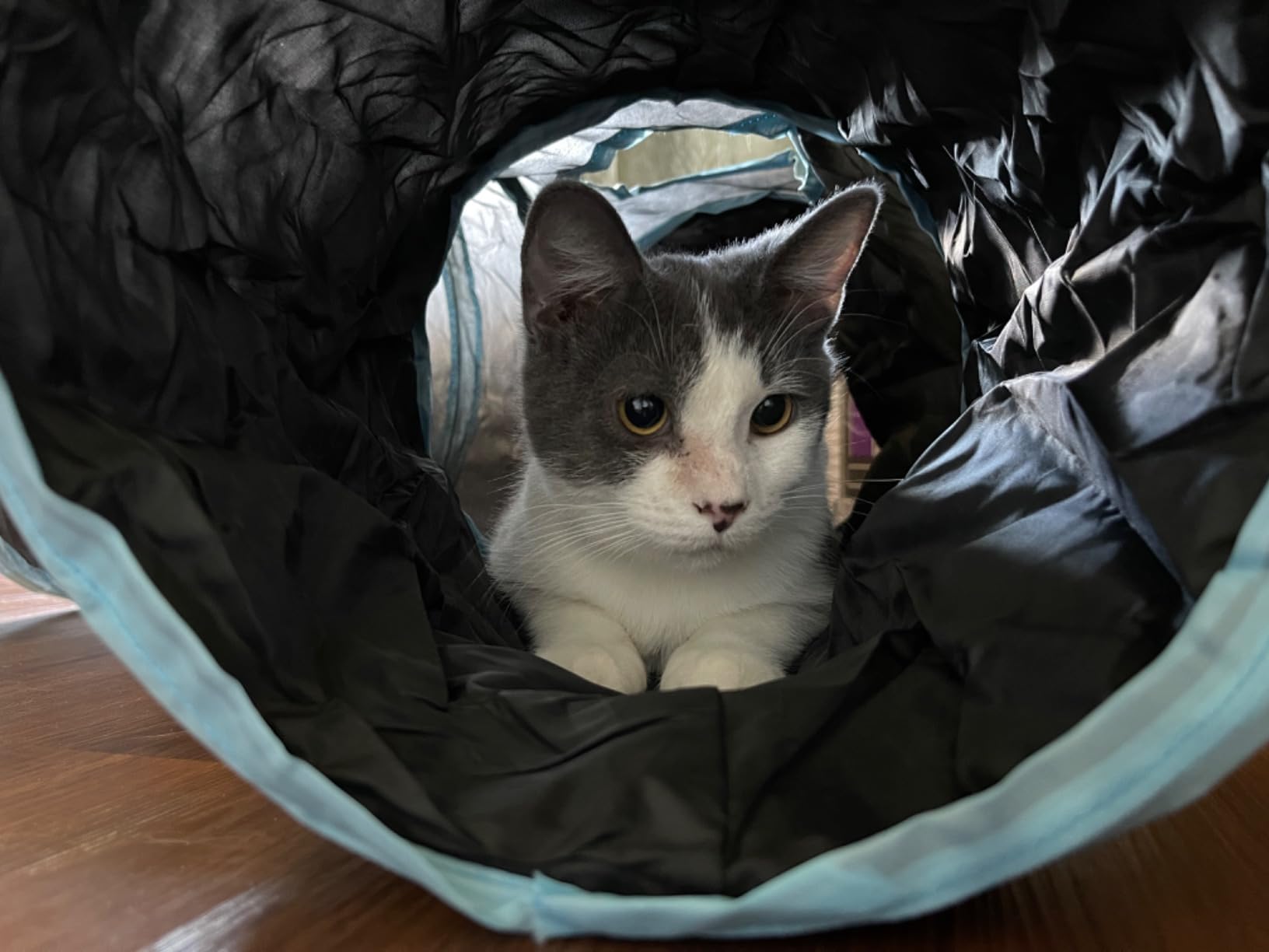 Malier Cat Toys Kitten Toys Set, Collapsible Cat Tunnels for Indoor Cats, Interactive Kitty Toys Cat Feather Toy Fluffy Mouse Crinkle Balls 3 Way Tube Tunnel Toys for Puppy Kitty Kitten customer photo 2